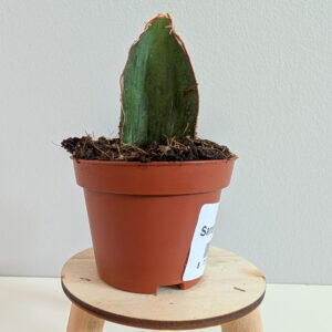 Sansevieria As Silk