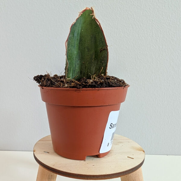 Sansevieria As Silk
