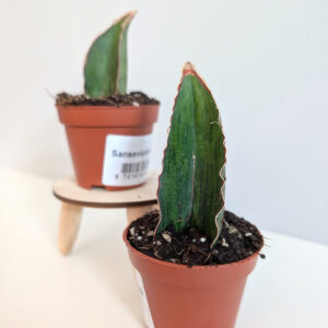 Sansevieria As Silk