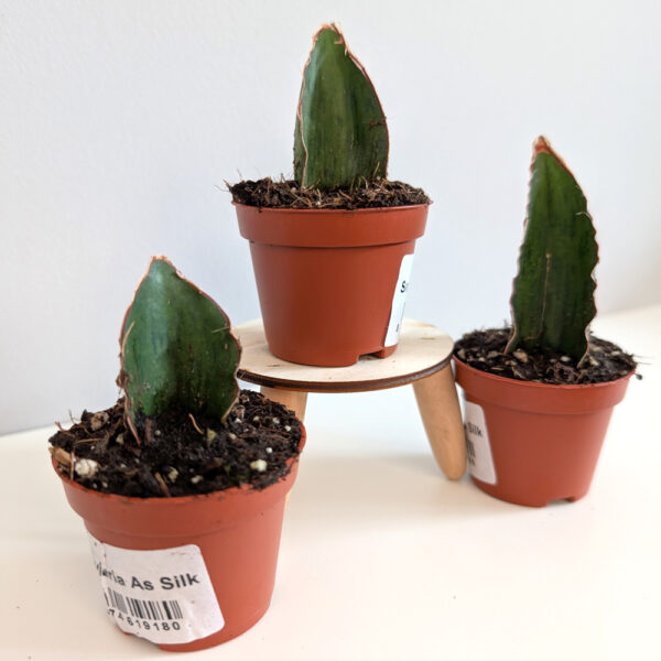Sansevieria As Silk