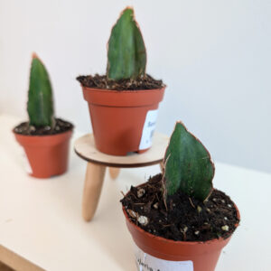 Sansevieria As Silk