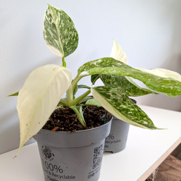 Filodendron Jose Buono Filodendron Jose Buono
