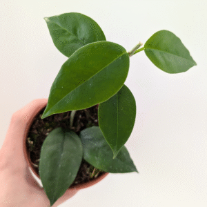 Hoya Paziae