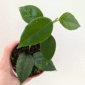Hoya Paziae