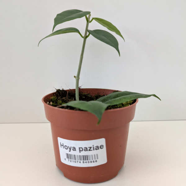 Hoya Paziae