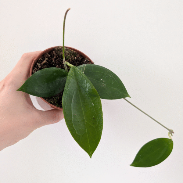 Hoya sp. Ternate