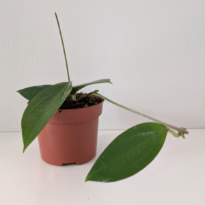 Hoya sp. Ternate
