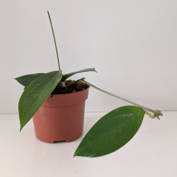 Hoya sp. Ternate