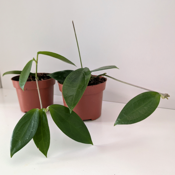 Hoya sp. Ternate