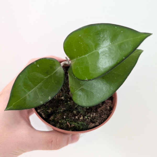 Hoya sp. Malang