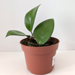 Hoya sp. Malang