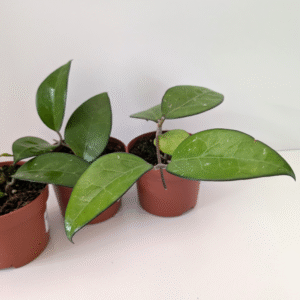 Hoya sp. Malang