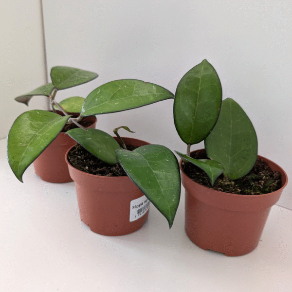Hoya sp. Malang
