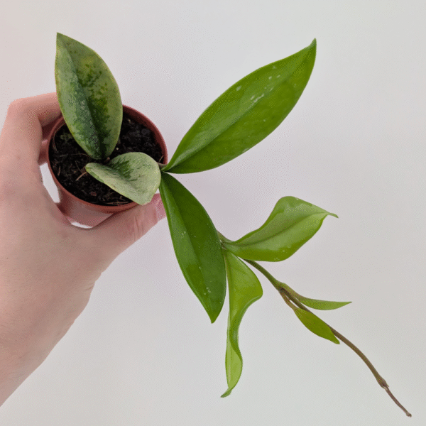 Hoya ah 074 Silver