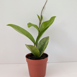 Hoya ah 074 Silver