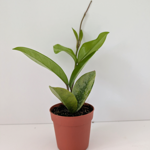Hoya ah 074 Silver