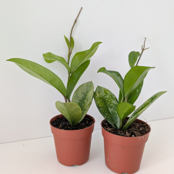 Hoya ah 074 Silver