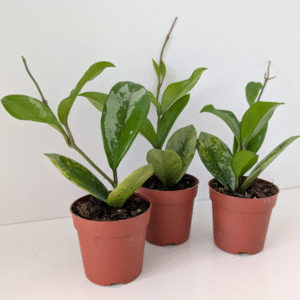 Hoya ah 074 Silver