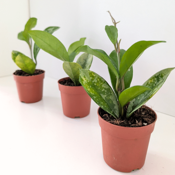 Hoya ah 074 Silver