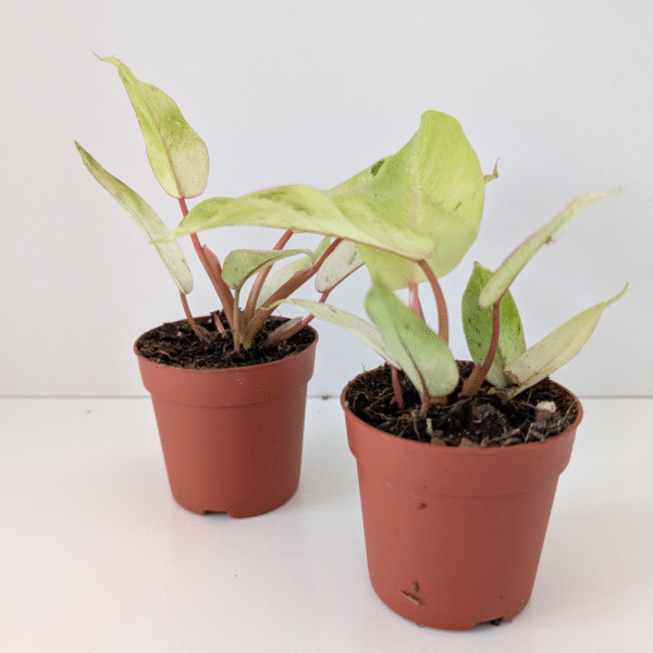 Filodendron Snowdrift Filodendron Snowdrift