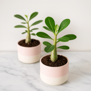 Adenium obesum-Róża Pustyni-Ø6cm - obrazek 1