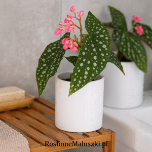 Osłonka ceramiczna na doniczkę Ø 12cm.