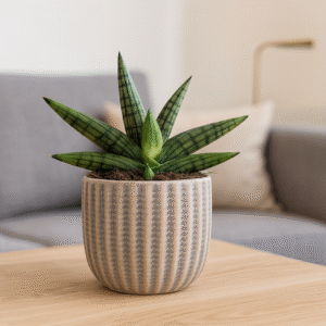 Sansevieria Helios