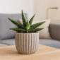 Sansevieria Helios