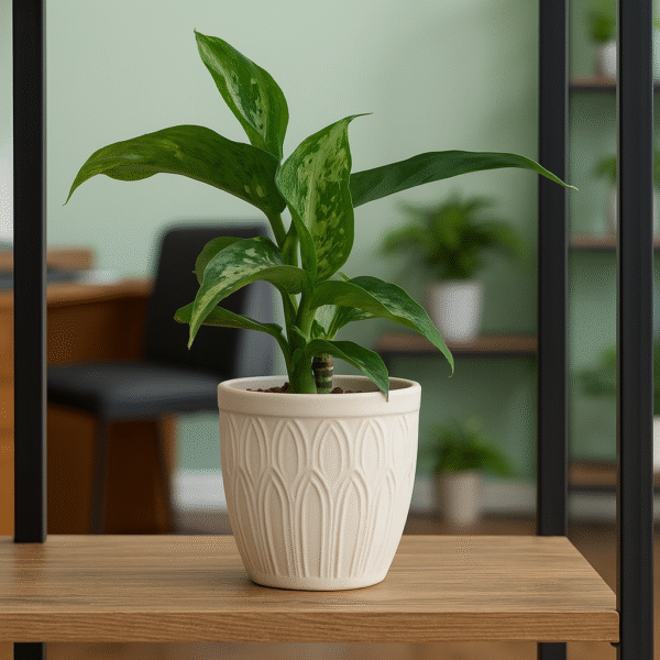 Dieffenbachia Tropic Snow-difenbachia Dieffenbachia Tropic Snow-difenbachia
