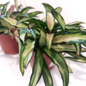 Hoya wayetii Tricolor