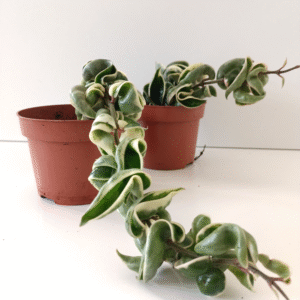 Hoya compacta variegata