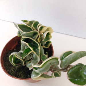 Hoya compacta variegata