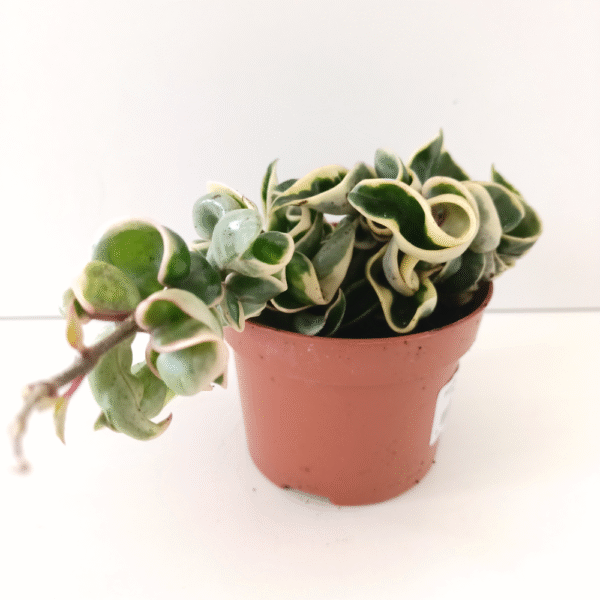 Hoya compacta variegata