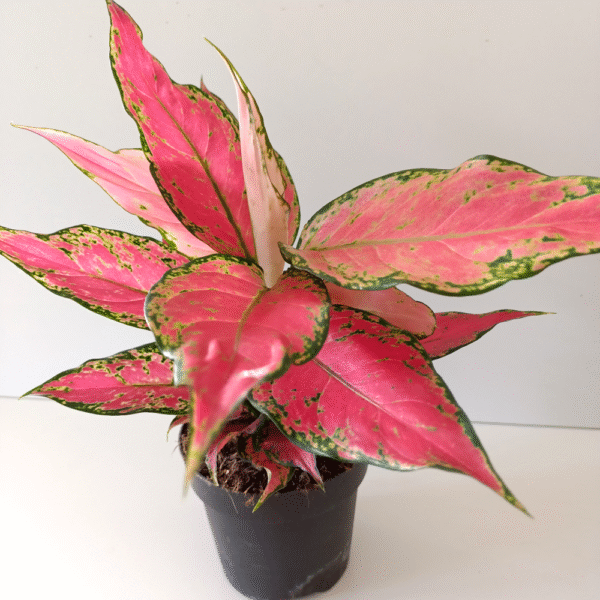 Aglaonema Cherry Baby Aglaonema Cherry Baby