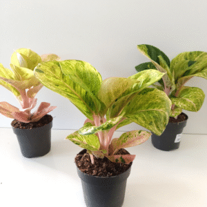 Aglaonema Apple Fantasy