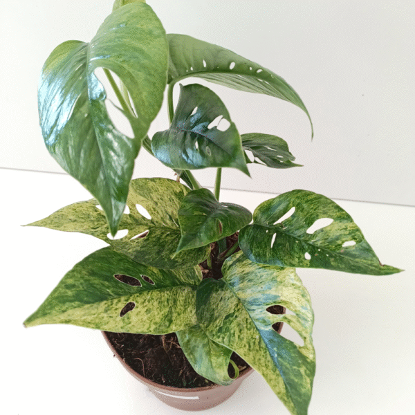 Epipremnum Pinnatum Mint Epipremnum Pinnatum Mint