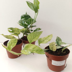 Epipremnum Pinnatum Mint