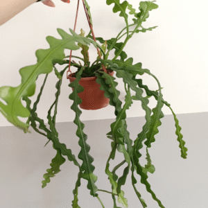 Epiphyllum anguliger -kaktus zygzak