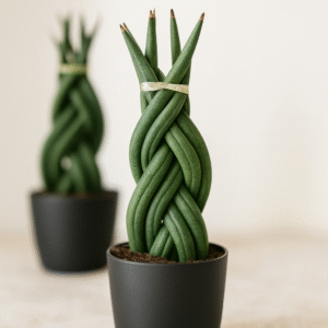 Sansevieria cylindrica Ø6cm