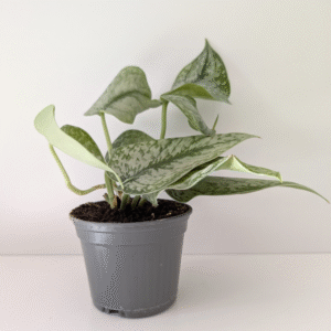 Scindapsus Silver Platinum