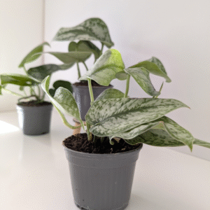 Scindapsus Silver Platinum