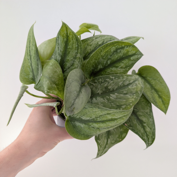 Scindapsus Silver Cloud