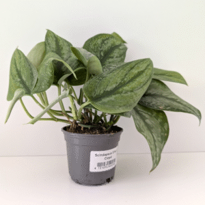 Scindapsus Silver Cloud