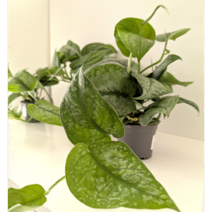 Scindapsus Silver Cloud