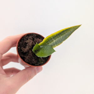 Sansevieria Gabriella variegata