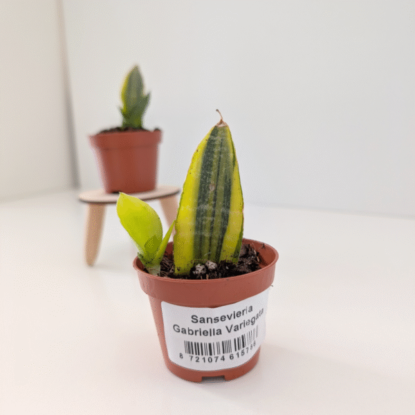 Sansevieria Gabriella variegata Sansevieria Gabriella variegata