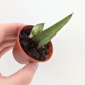 Sansevieria Cinta