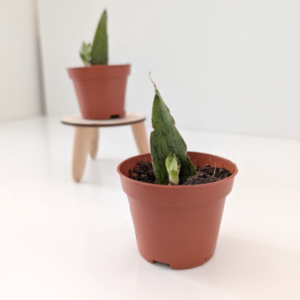 Sansevieria Cinta Sansevieria Cinta