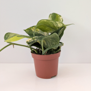 Scindapsus Jade Satin