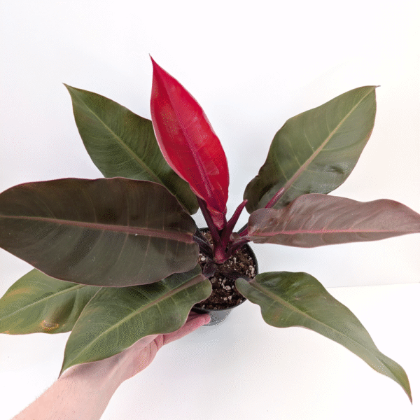 Filodendron Cherry